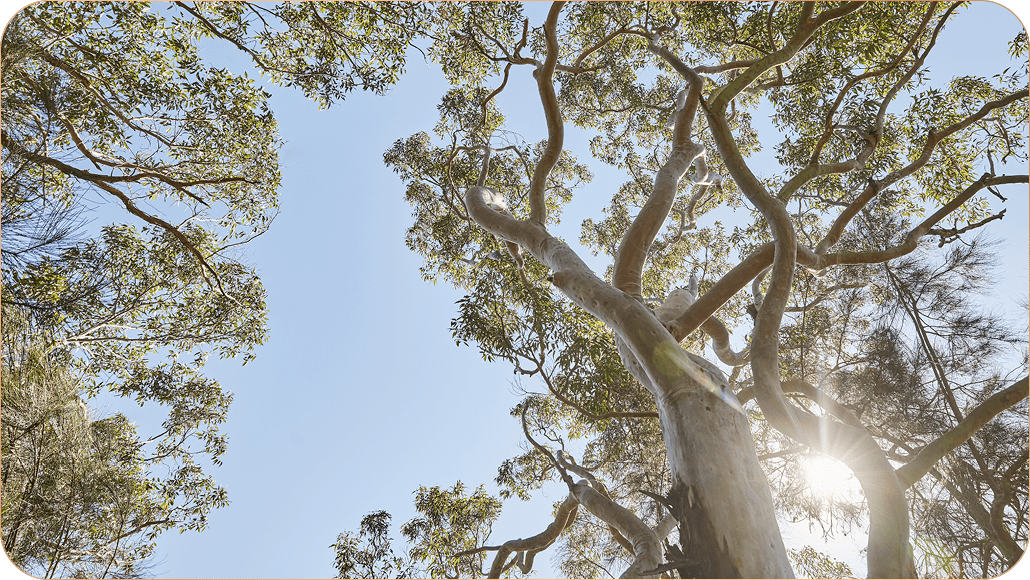 Low Angle Lifestyle image of Tree