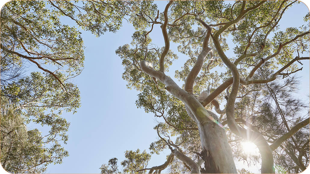 Low angle Lifestyle image of Tree 